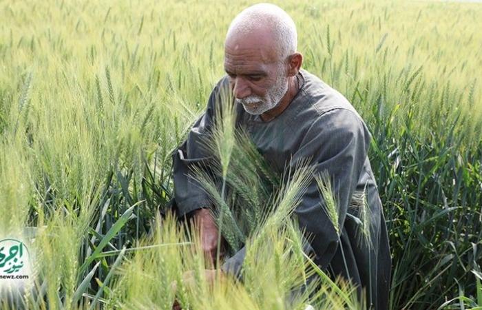 "زراعة
      دمياط"
      تنظم
      يوم
      حقل
      إرشادي
      لمحصول
      القمح
      وتنفذ
      حملة
      لإزالة
      التعديات
      الزراعية - نجوم مصر